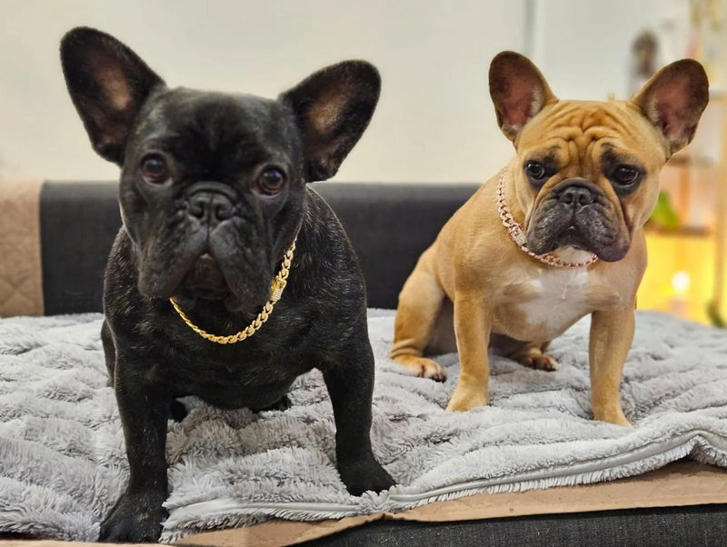 Diamond Pets – Coleira de Luxo com Elo para Cães e Gatos