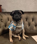 Diamond Pets – Coleira de Luxo com Elo para Cães e Gatos