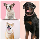 Diamond Pets – Coleira de Luxo com Elo para Cães e Gatos