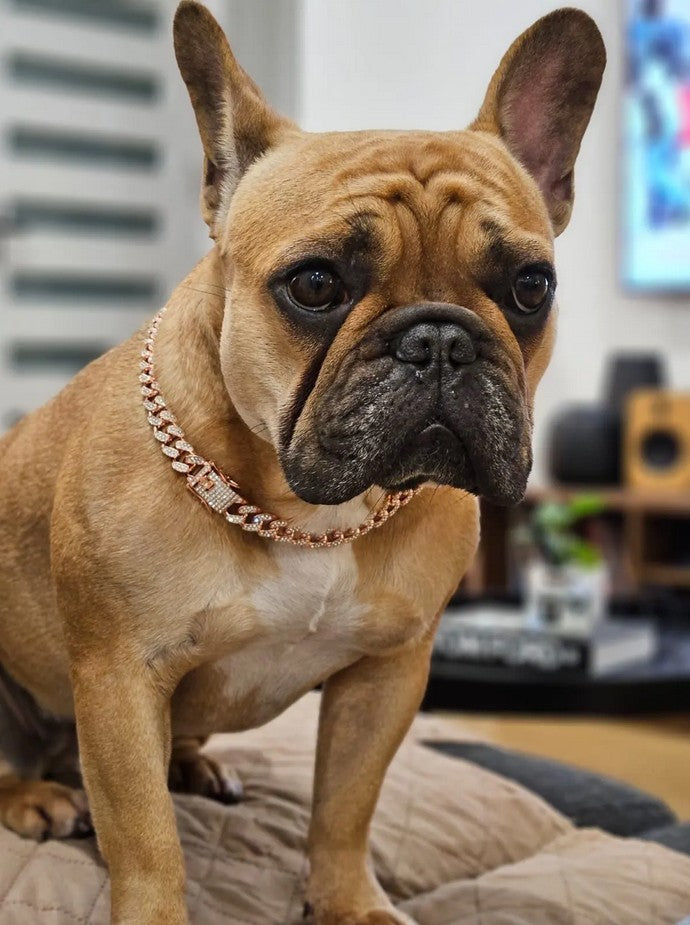 Diamond Pets – Coleira de Luxo com Elo para Cães e Gatos